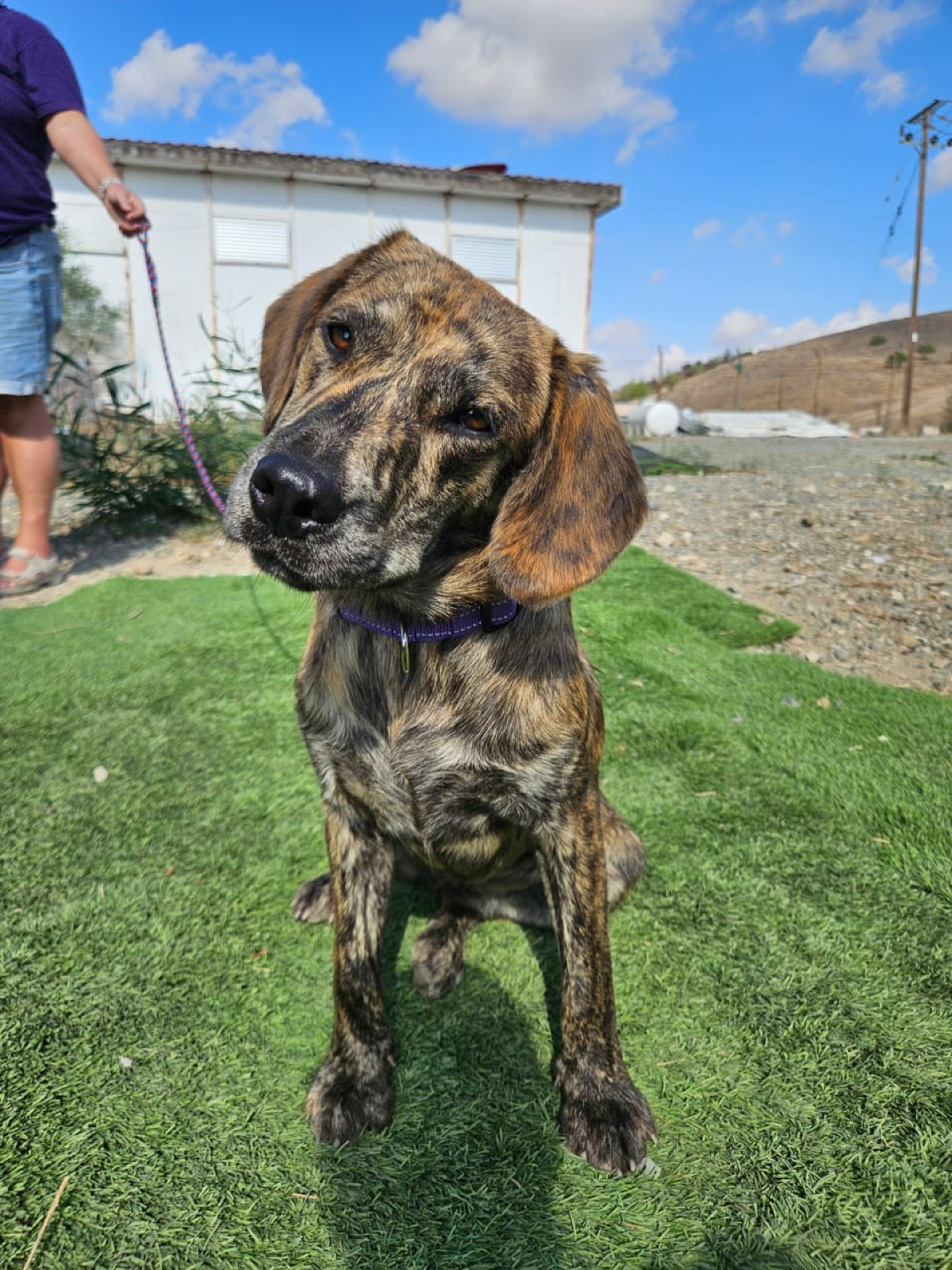 Arya