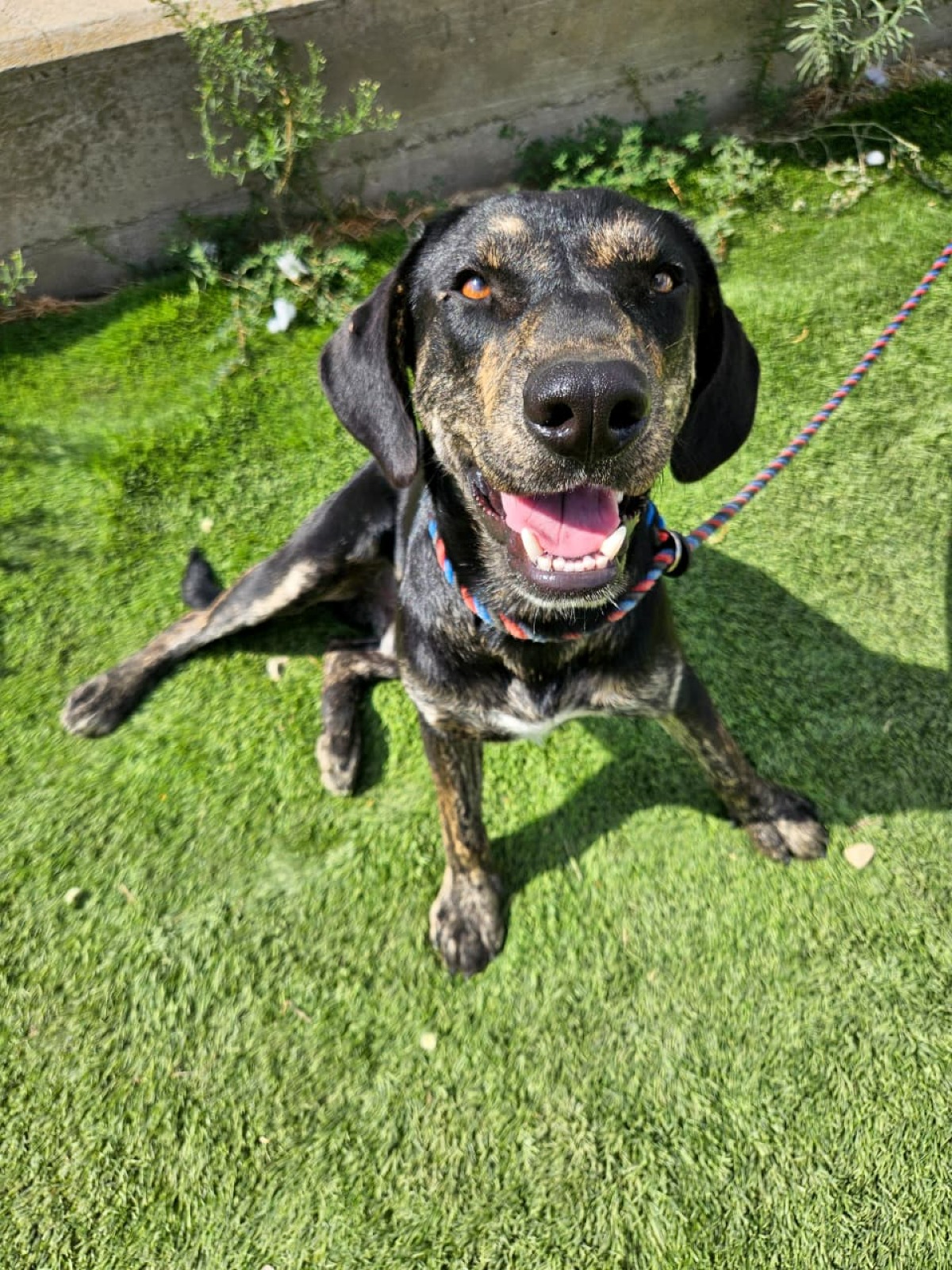 Robb - ADOPTION IN PROCESS