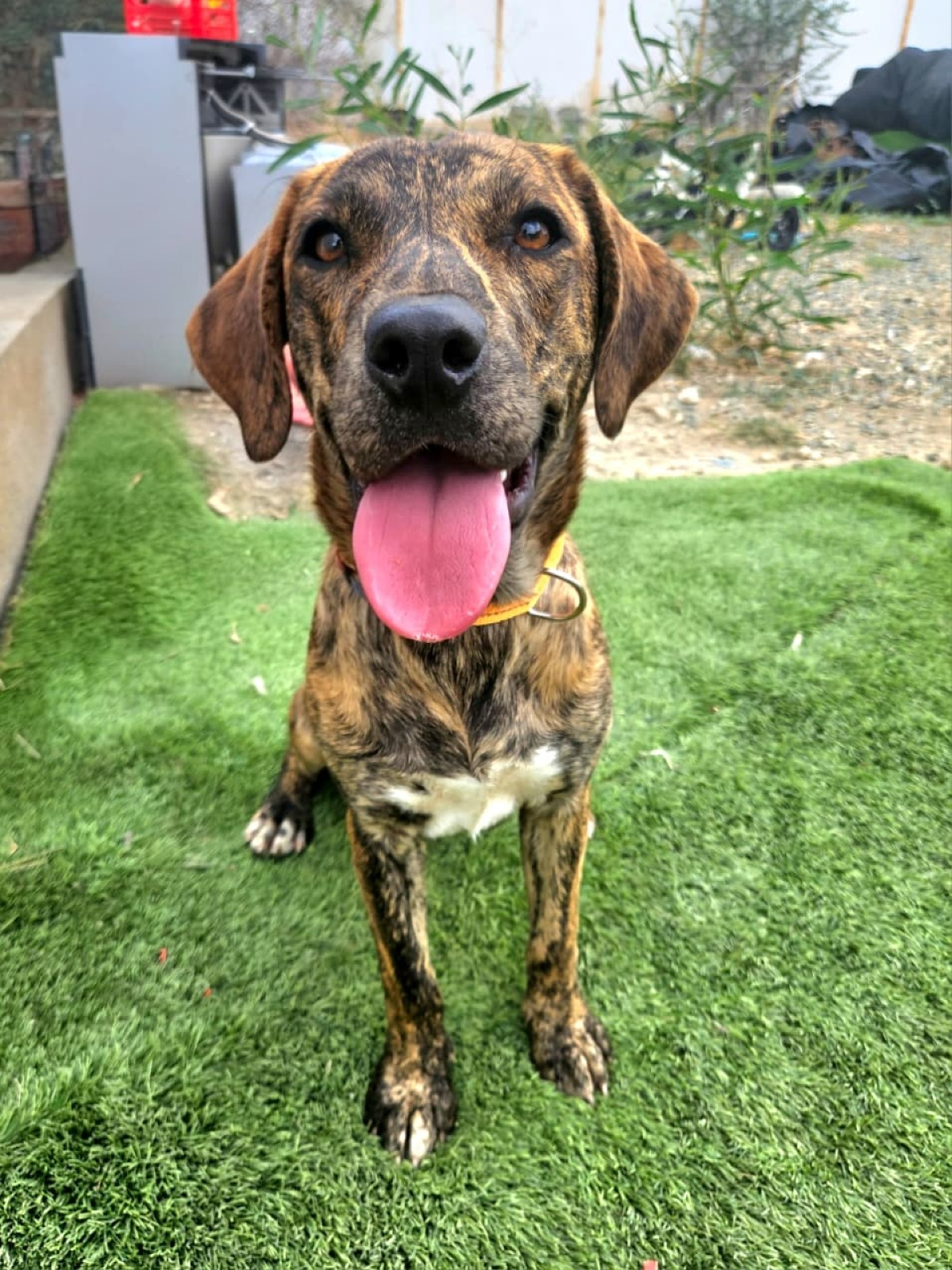 Sansa - ADOPTION IN PROCESS 